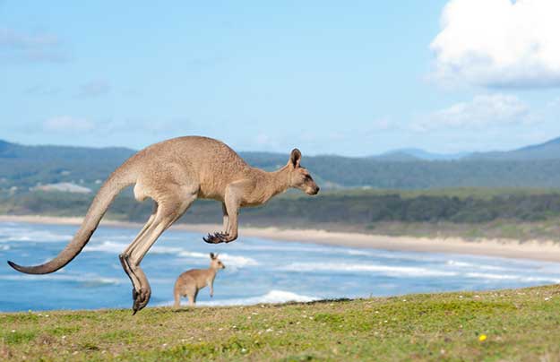 kangaroo