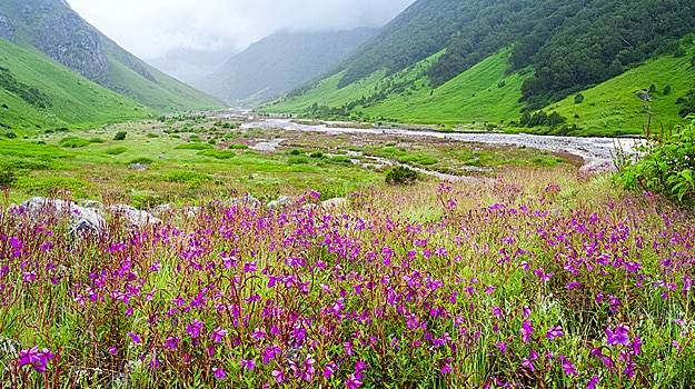 valley-of-flowers