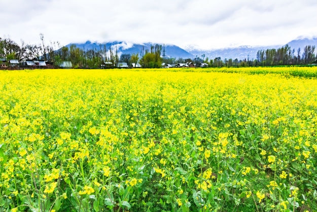 srinagar-1