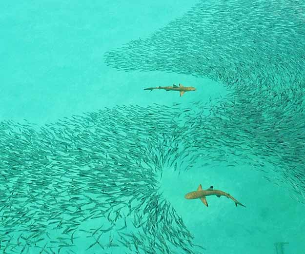 Black-Tip-Reef-Shark