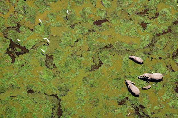 Elephants-in-the-Swamp
