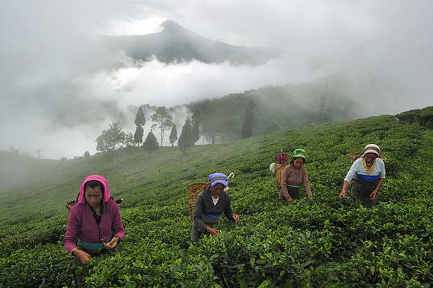 Monsoon-Darjeeling