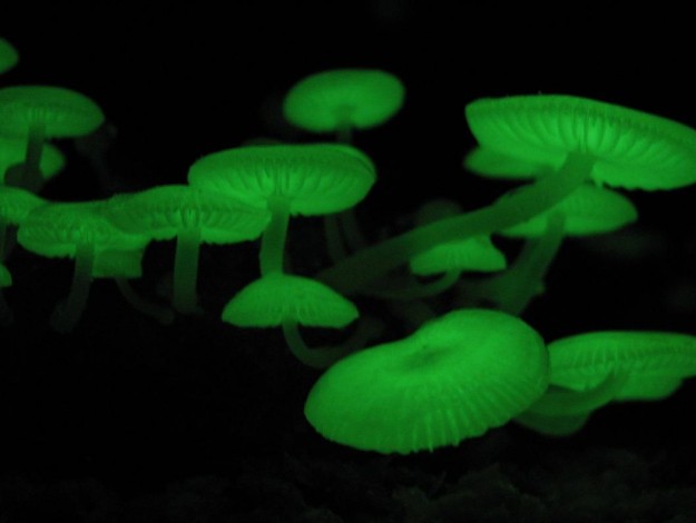 This forest in the Western Ghats of India glows in the dark! | India.com