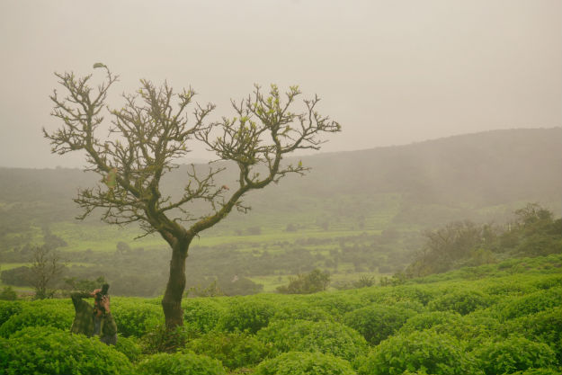 amboli7