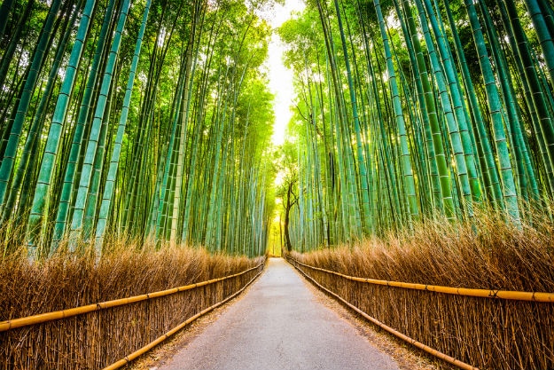 bamboo forest japan