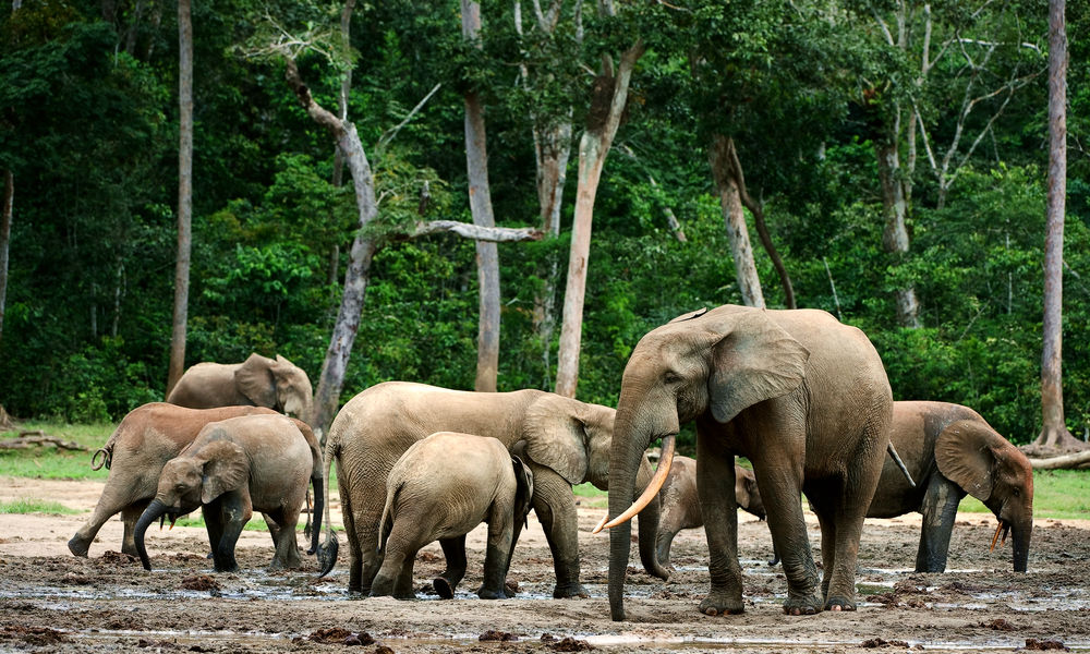 congo basin