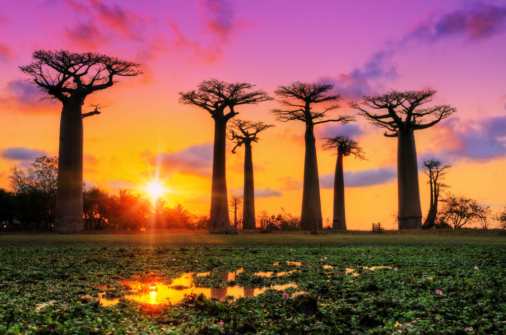 madagascar