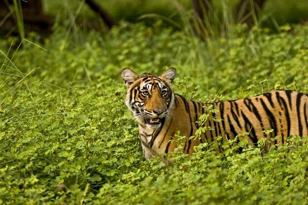 monsoon-india5