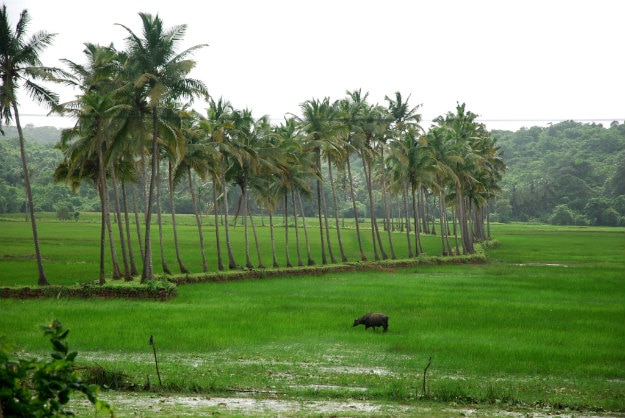 monsoons goa