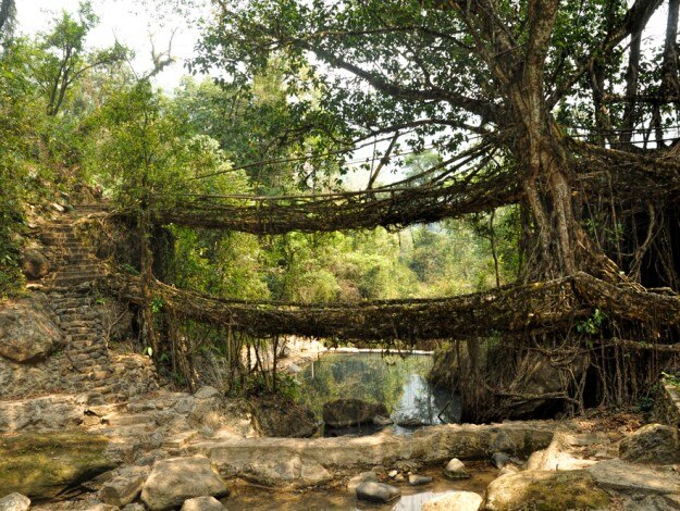 roots bridges