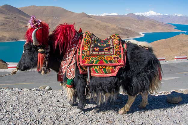 15 Photos That Perfectly Capture The Beauty Of Tibet 