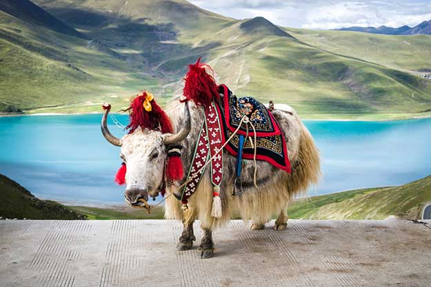 15 photos that perfectly capture the beauty of Tibet | India.com