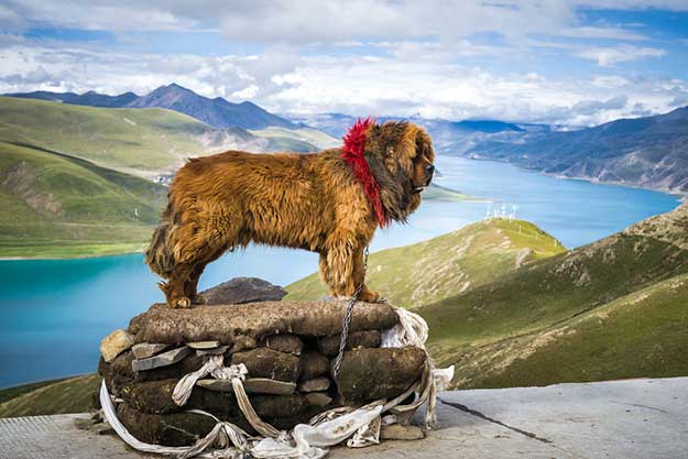 tibet 11