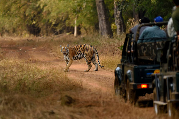 tadoba