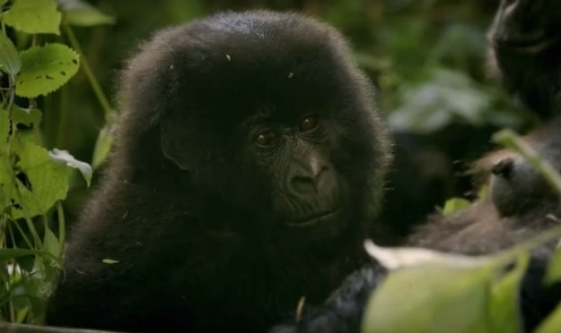 virunga 3