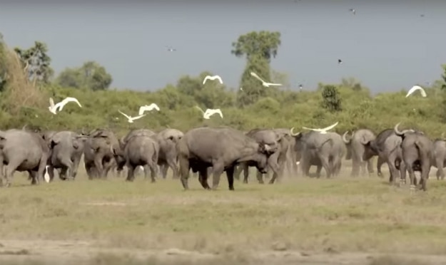 virunga 4