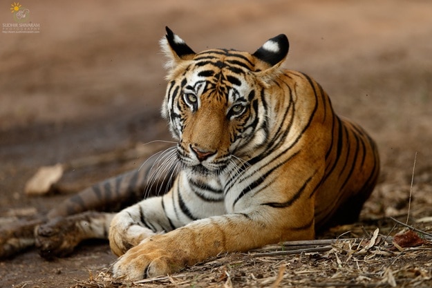 16 breathtaking photos of tigers in India by wildlife photographer ...