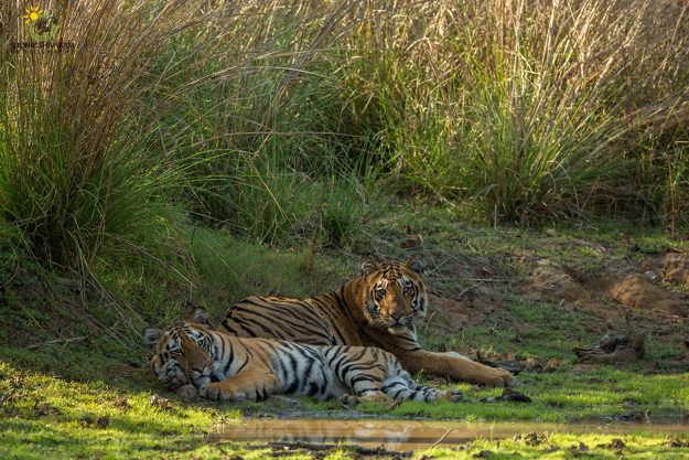 sudhir shivaram tadoba 2