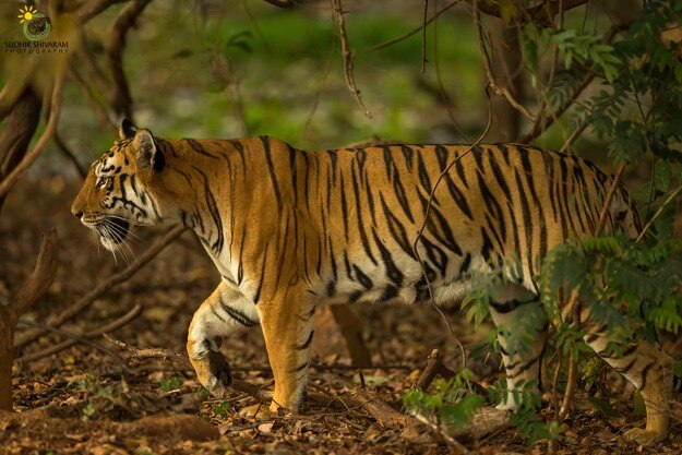 sudhir shivaram tadoba 1