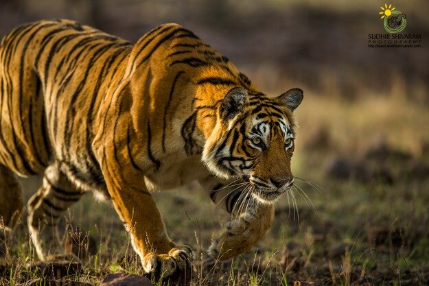 sudhir shivaram ranthambore 4