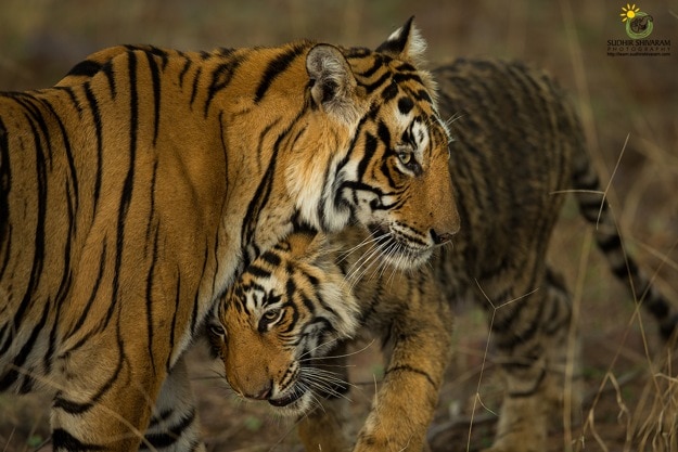 sudhir shivaram ranthambore 3