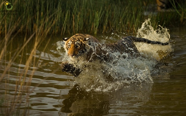 sudhir shivaram ranthambore 2