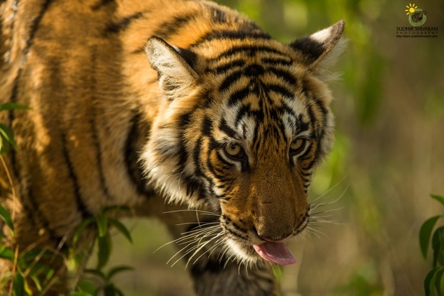 sudhir shivaram ranthambore