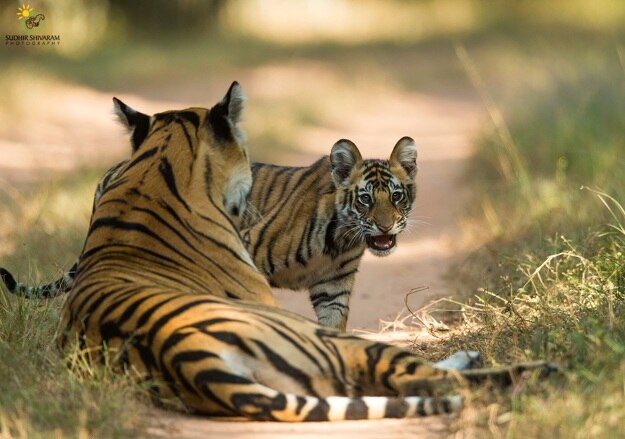 16 breathtaking photos of tigers in India by wildlife photographer ...