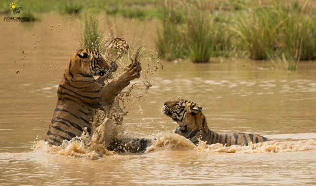 sudhir shivaram bandhavgarh 3