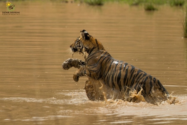 sudhir shivaram 5