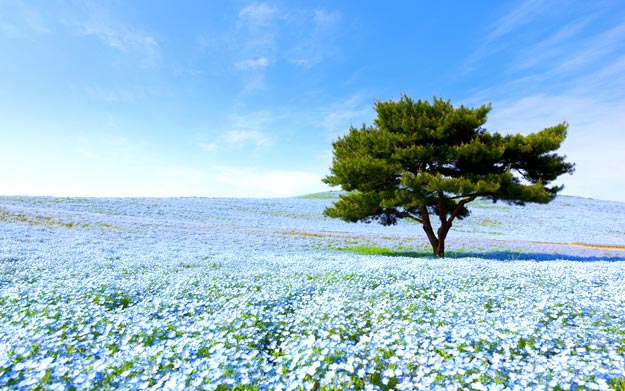 Hitachi-Seaside-Park