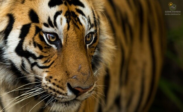 sudhir shivaram bandhavgarh 4