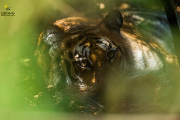 sudhir shivaram corbett 2