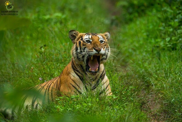 sudhir shivaram nagarhole
