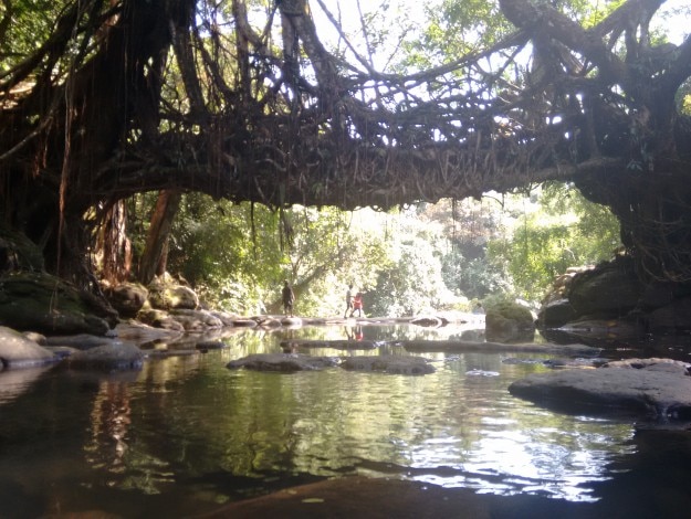 Living_roots_bridge_near_Mawlynnong (1)