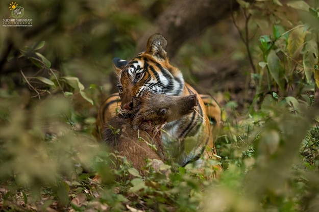 sudhir shivaram 3