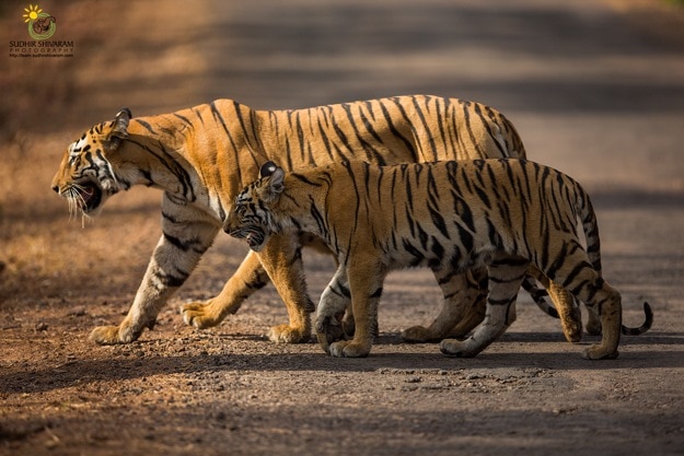 sudhir shivaram tadoba 3