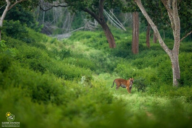 sudhir shivaram bandipur