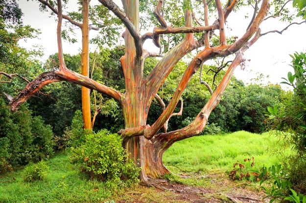 Rainbow-Eucalyptus-Trees
