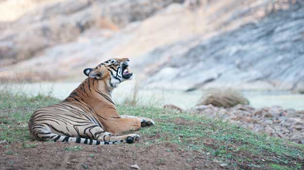 Ranthambore-Tiger-2