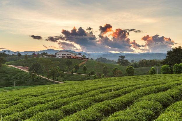 darjeeling