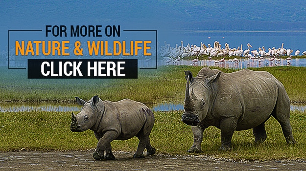 nature-and-wildlife