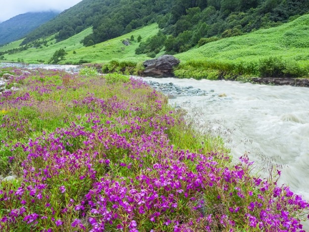 shutterstock_287052002 valley of flowers