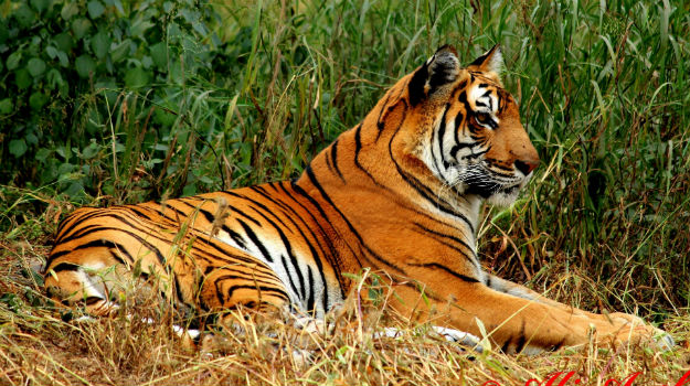 Travel Articles | Travel Blogs | Travel News & Information | Travel Guide |   of tiger deaths in India highest in 2016 in a decade! |  