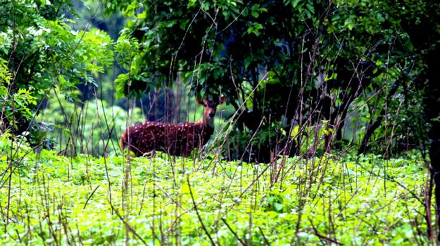 Mumbai-Sanjay-Gandhi-National-Park1