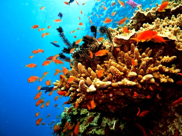 great-barrier-reef4