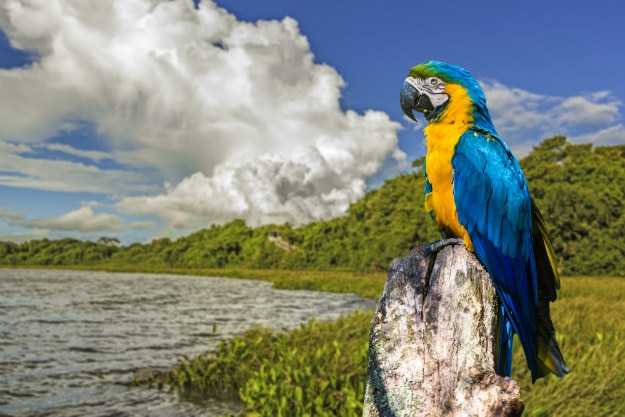 shutterstock Pantanal1