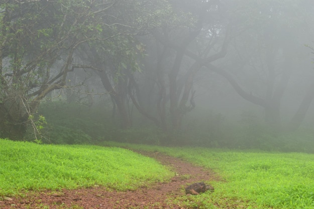 Photograph courtesy: EDAS/Shyamal