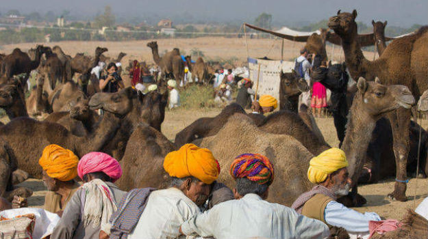 camel-fair