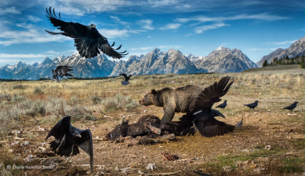 © Charlie-Hamilton-James_Wildlife Photographer of the year Mammals Finalist